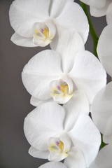 Weiße Blütenrispe einer Schmetterlingsorchidee - Phalaenopsis