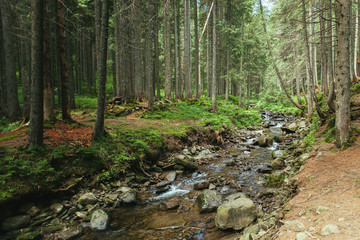 Mountain river in the Carpathian mountains, the stones in the ri