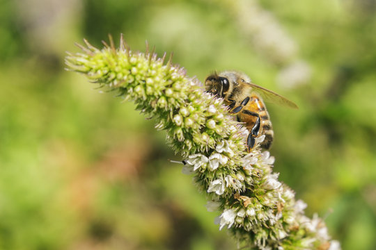Bee on mint flowers
