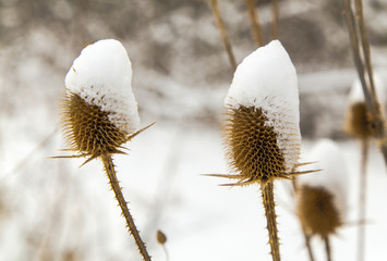 Spear thistle covered with snow in winter closeup