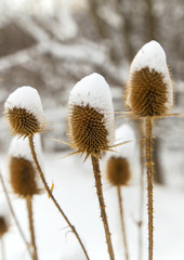 Spear thistle covered with snow in winter closeup