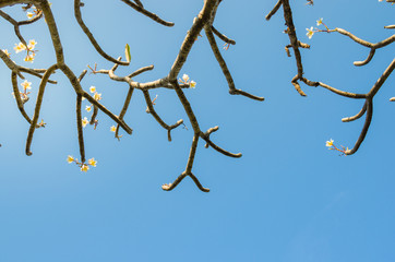 frangipani branch, plumeria branch with blue sky.