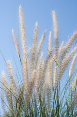 white feather grass witht sun light and clear blue sky at morning.