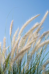 white feather grass witht sun light and clear blue sky at morning.