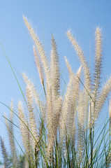 white feather grass witht sun light and clear blue sky at morning.