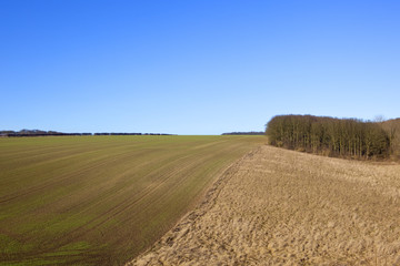 dry grasses and wheat crop