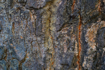 bark