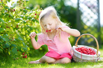 Cute little sisters picking fresh berries on organic raspberry farm on sunny summer day