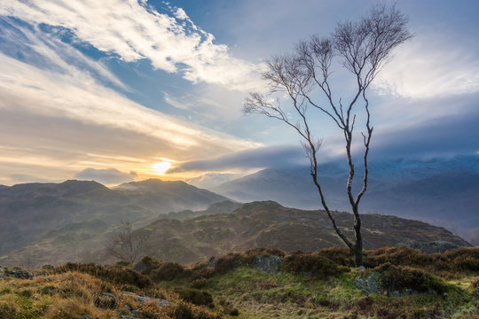 Bare Birch Tree on top of mountain with moody dramatic clouds before sunset at Holme Fell in the Lake District. © _Danoz