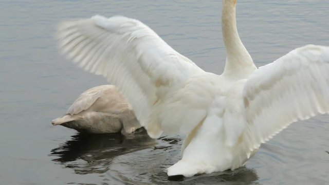 two swans are on surface of lake, white swan is opening out the wings, then turning heads