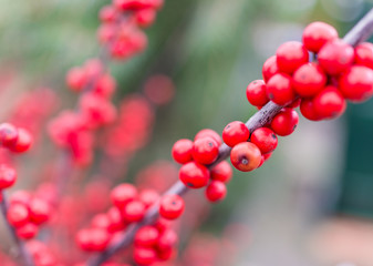 Macro closeup of red winter holly berries, or winterberries