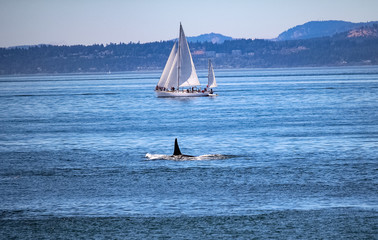 Sighting of a Killer Whale © MegaIng79