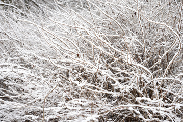 Winter landscape with snow covered tree.