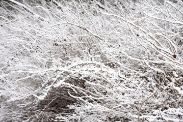 Winter landscape with snow covered tree.