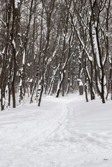 Ski track in the winter wood