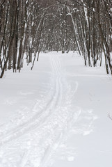 Ski track in the winter wood