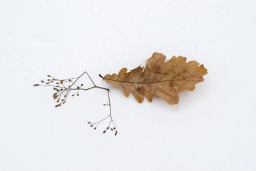 Leaf of an oak on snow