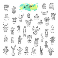 Succulents And Cacti Hand Drawn Set.