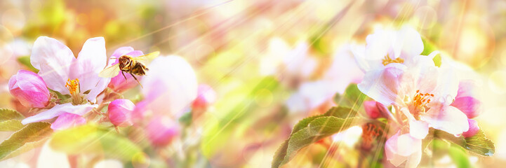 Honey Bee Visiting an Apple Blossom