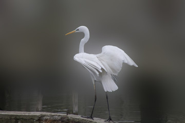 Egret on a blurred background in the wild