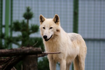 Big white wolf in the zoo looking for something