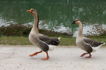 a pair of geese at the lake is