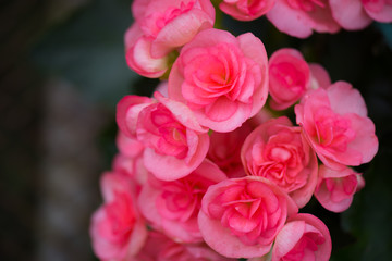 Beautiful pink purple flowers on faded blurry background