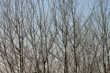 A Tree in Winter without any Leaves against the Afternoon Sky.