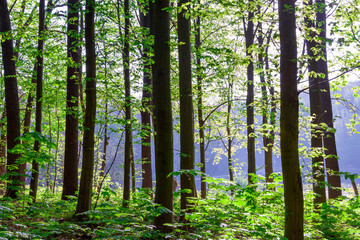 beautiful green forest