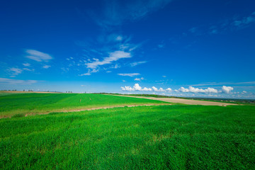 Fototapeta premium Green Field and Beautiful Sunset