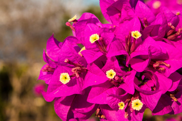 Lesser bougainvillea (Bougainvillea glabra), bougainvillea flowers in garden, close-up,  view