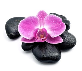 Obraz na płótnie Canvas Orchid flower on black stones.