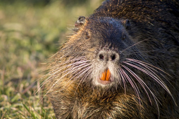 Close up photo of a nutria, also called coypu or river rat, against green background