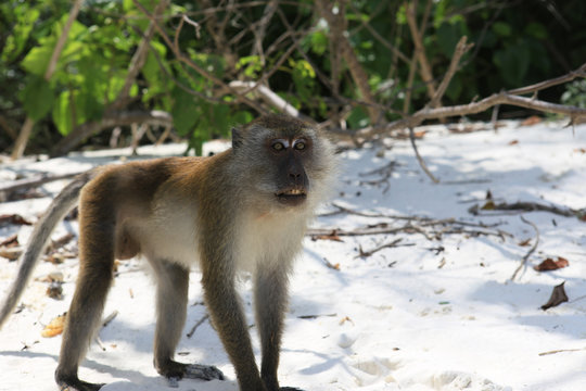 monkey on beach