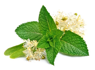 Mint leaves and linden flowers © margo555