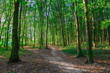 beautiful green forest