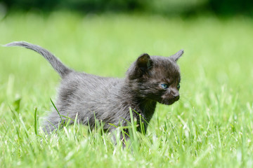 black  kitten standing on meadow