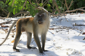 monkey on beach