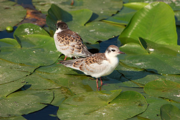 Juvenile Whiskered Tern / Chlidonias hybrida