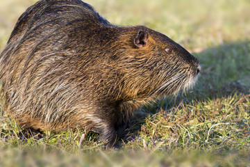Fototapeta premium Close up photo of a nutria, also called coypu against green background