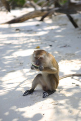 monkey on beach