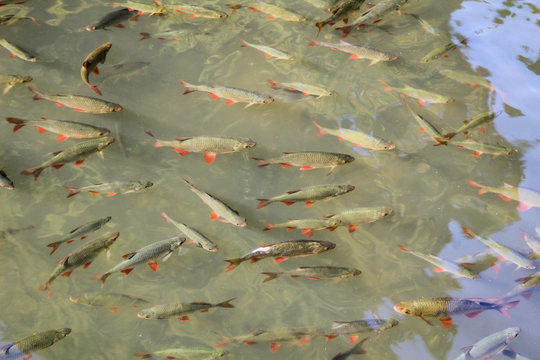 Rotfedern in einem Teich, Natur, Europa, Deutschland