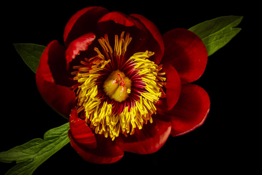 Crimson Dervish