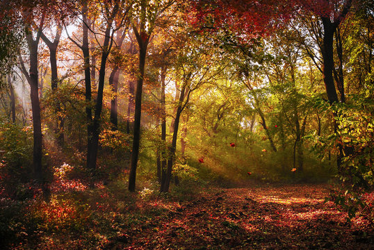 Autumn lights