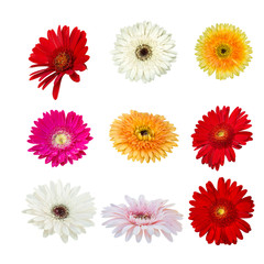 collection isolated of various color gerbera flower on white bac