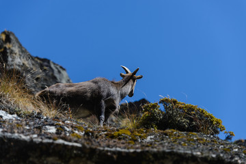 Wild musk deer in Nepal