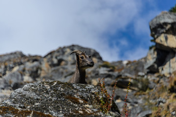 Wild musk deer in Nepal