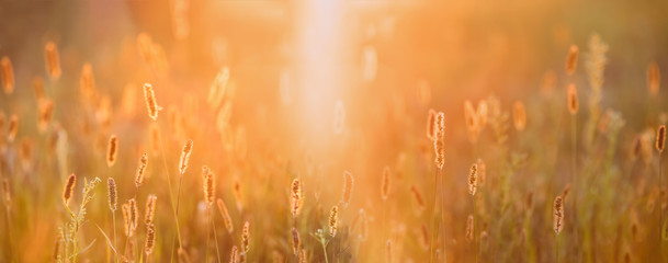 Grass In Yellow Sunlight And Bokeh, Boke Background. Later Summer