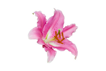 Fototapeta na wymiar isolated pink Lily flower on white background