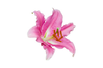 isolated pink Lily flower on white background